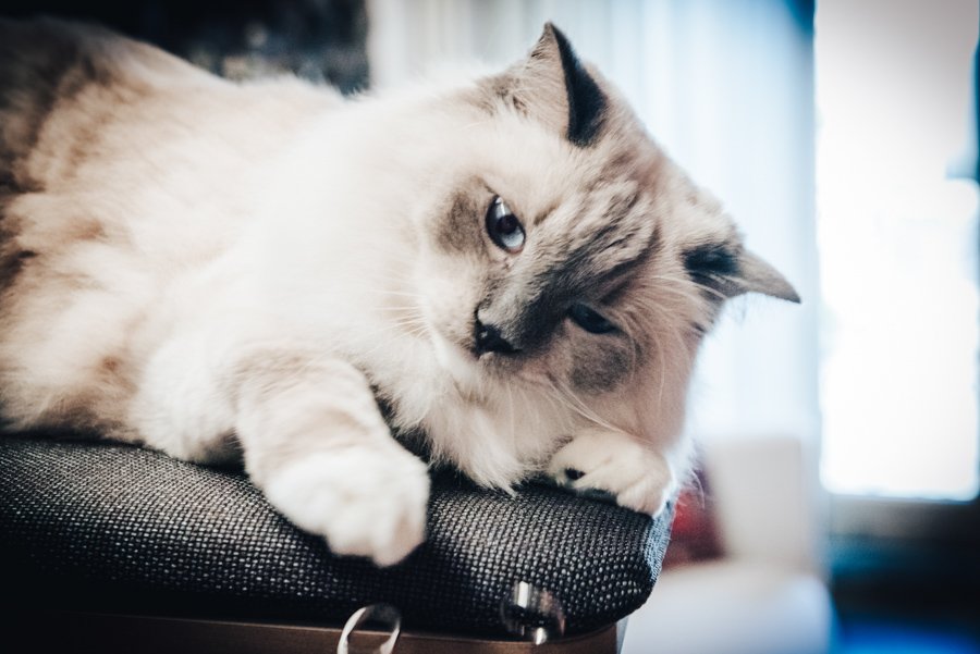 Un Gatto Ragdoll Fa Cadere Le Fedi Nuziali
