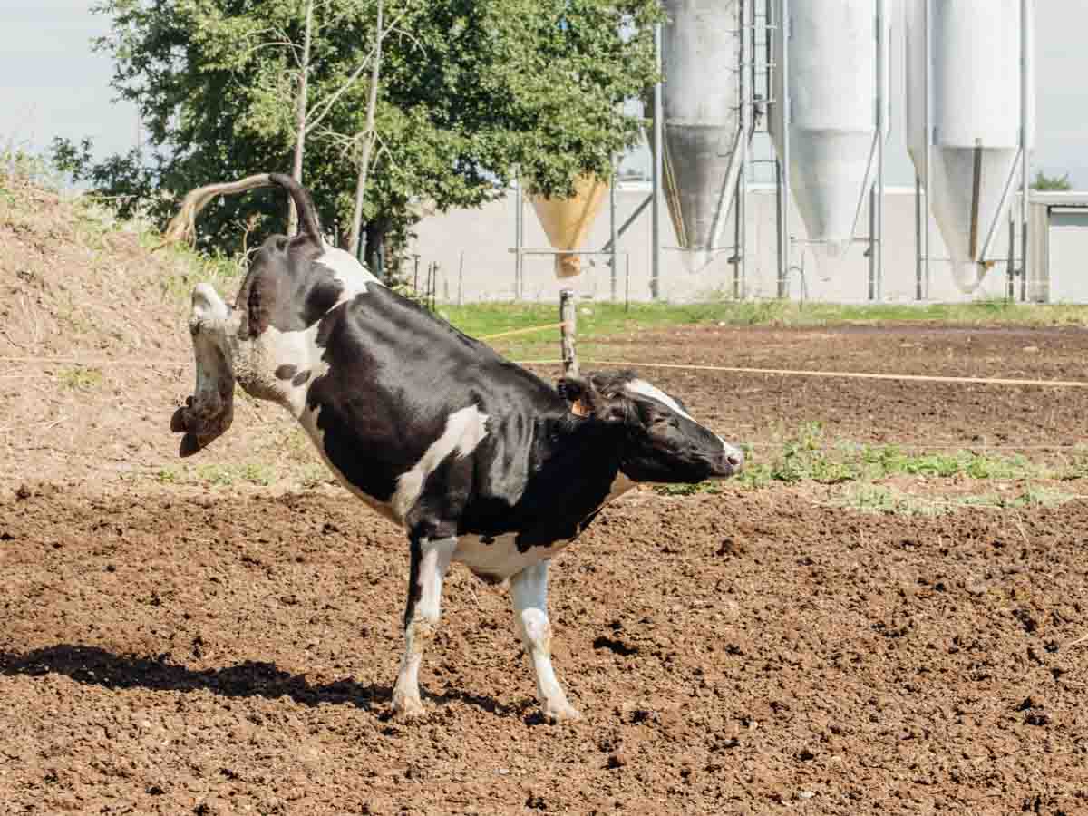grana_padano_insieme_magazine_photographs_farming_dairy-14 grana_padano_insieme_magazine_photographs_farming_dairy