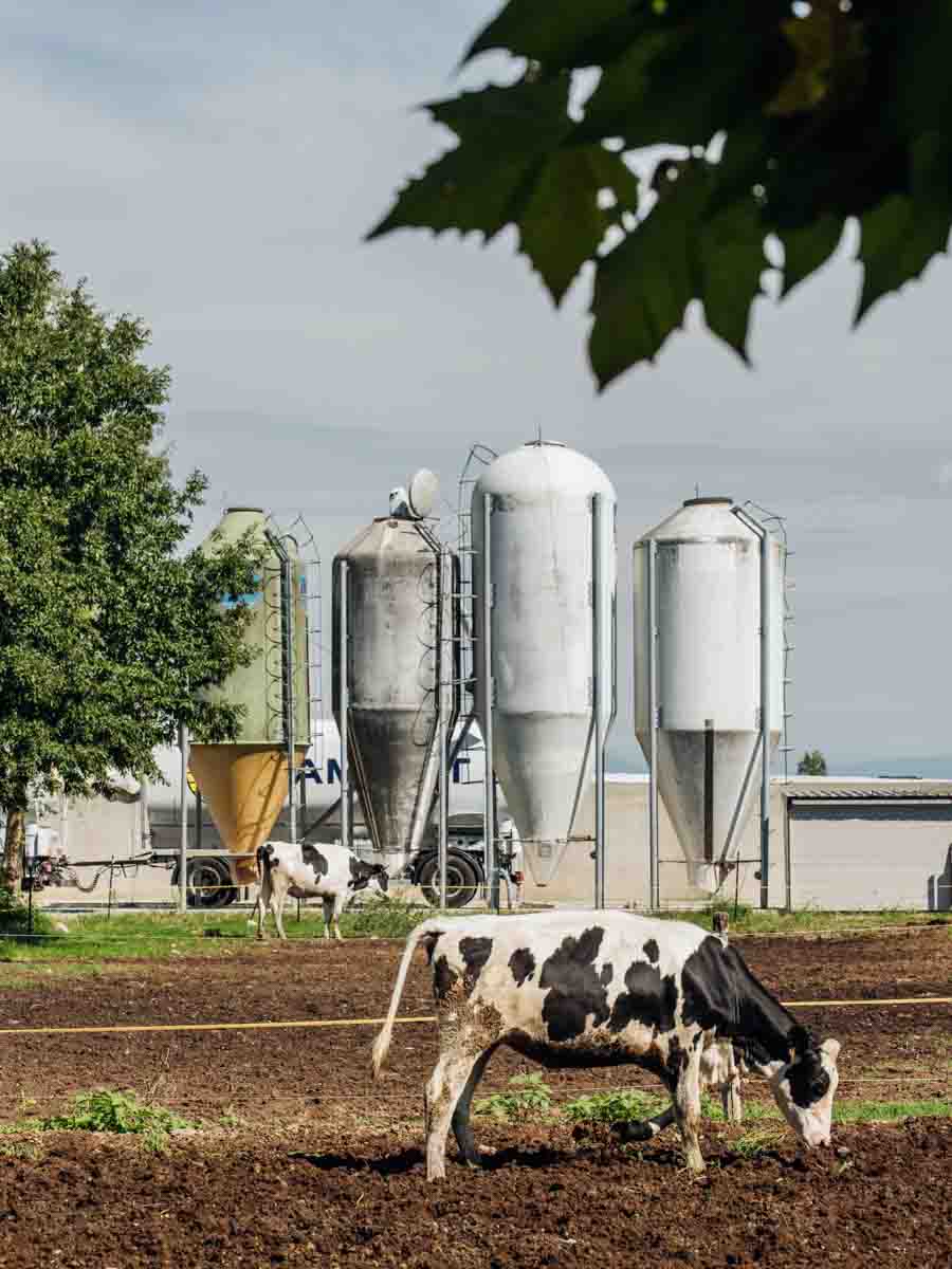 grana_padano_insieme_magazine_photographs_farming_dairy-15 grana_padano_insieme_magazine_photographs_farming_dairy