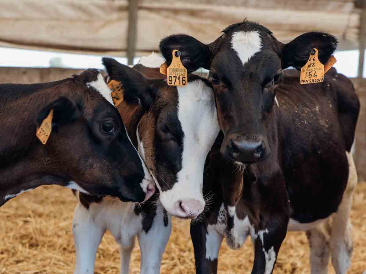 grana_padano_insieme_magazine_photographs_farming_dairy-17 grana_padano_insieme_magazine_photographs_farming_dairy
