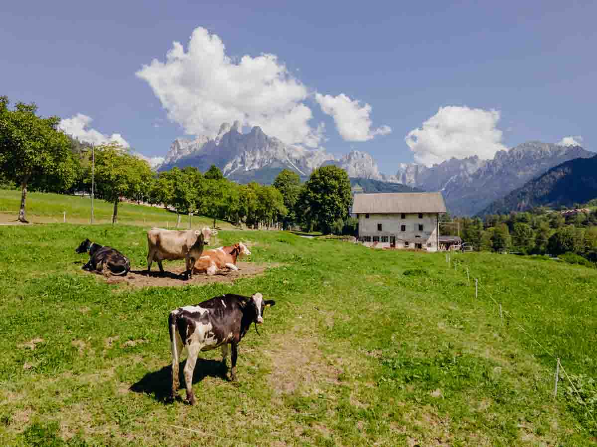 grana_padano_insieme_magazine_photographs_farming_dairy-4 grana_padano_insieme_magazine_photographs_farming_dairy