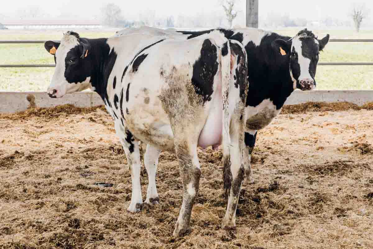 grana_padano_insieme_magazine_photographs_farming_dairy-48 grana_padano_insieme_magazine_photographs_farming_dairy