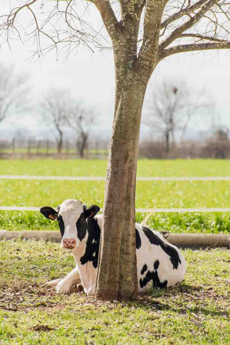grana_padano_insieme_magazine_photographs_farming_dairy-56 grana_padano_insieme_magazine_photographs_farming_dairy