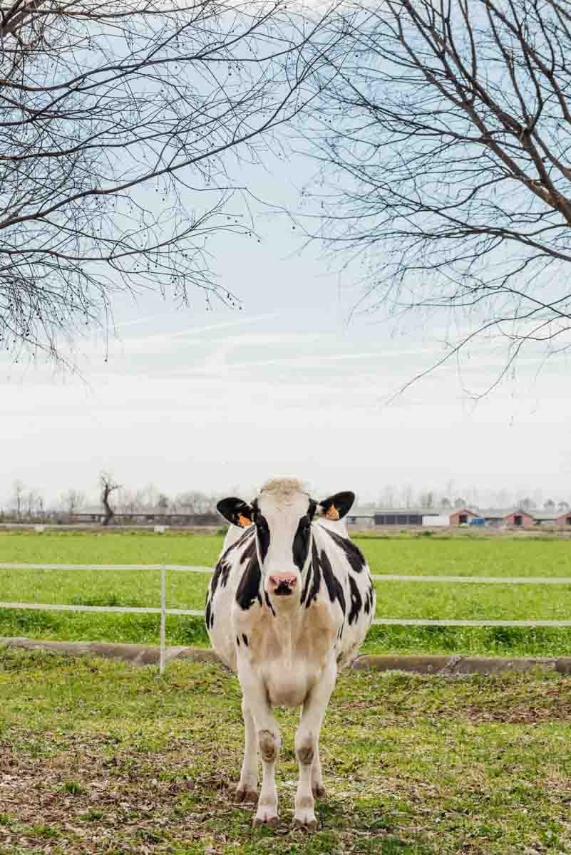 grana_padano_insieme_magazine_photographs_farming_dairy-60 grana_padano_insieme_magazine_photographs_farming_dairy