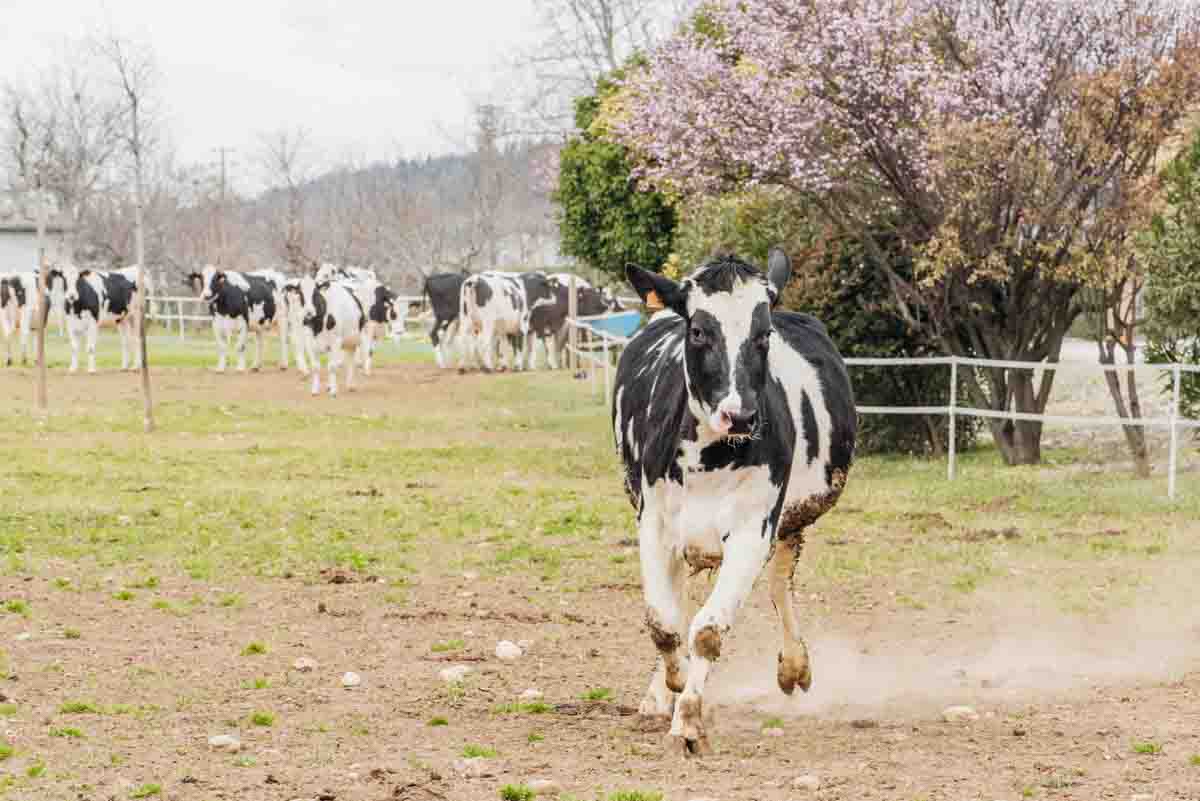 grana_padano_insieme_magazine_photographs_farming_dairy-62 grana_padano_insieme_magazine_photographs_farming_dairy