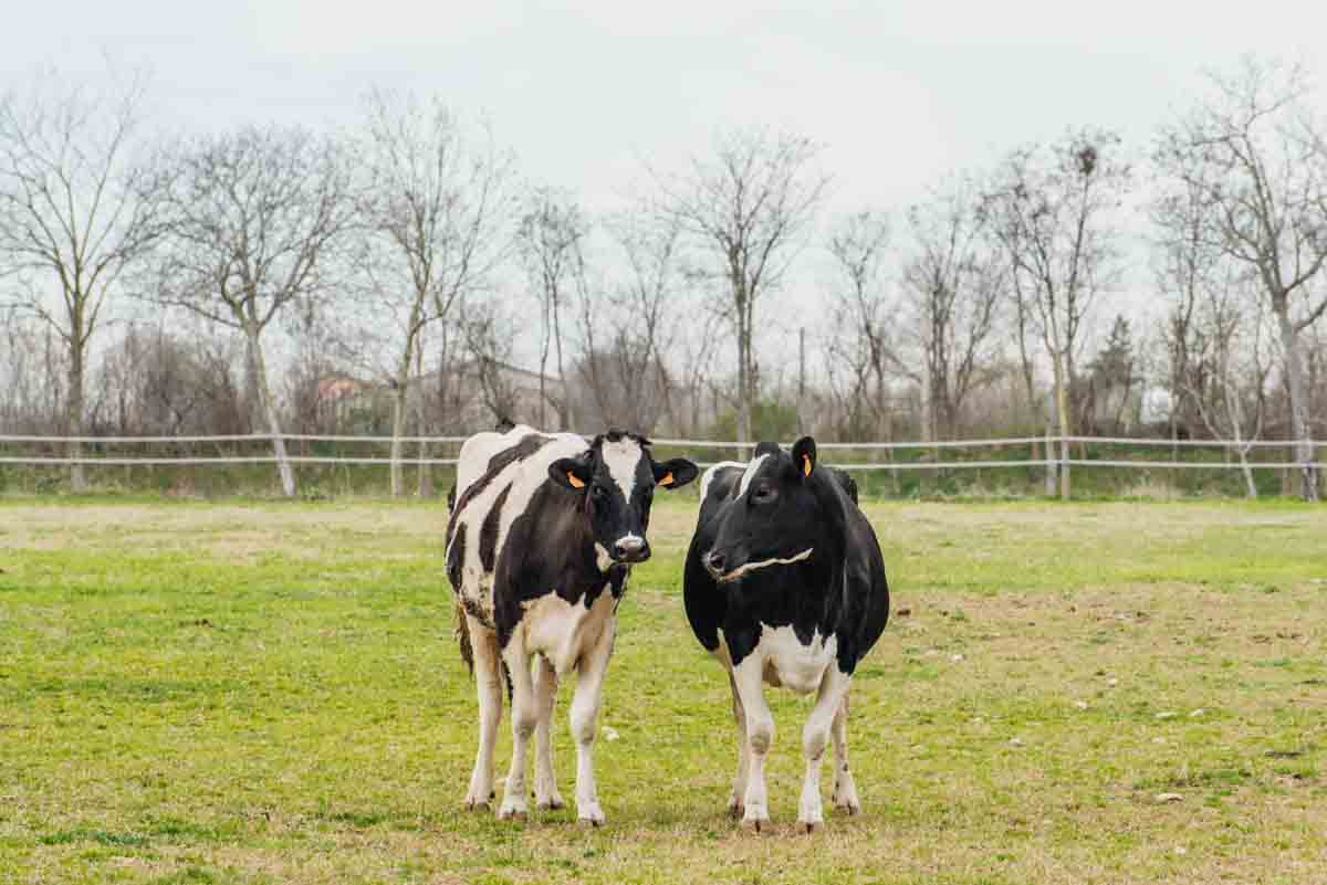 grana_padano_insieme_magazine_photographs_farming_dairy-63 grana_padano_insieme_magazine_photographs_farming_dairy