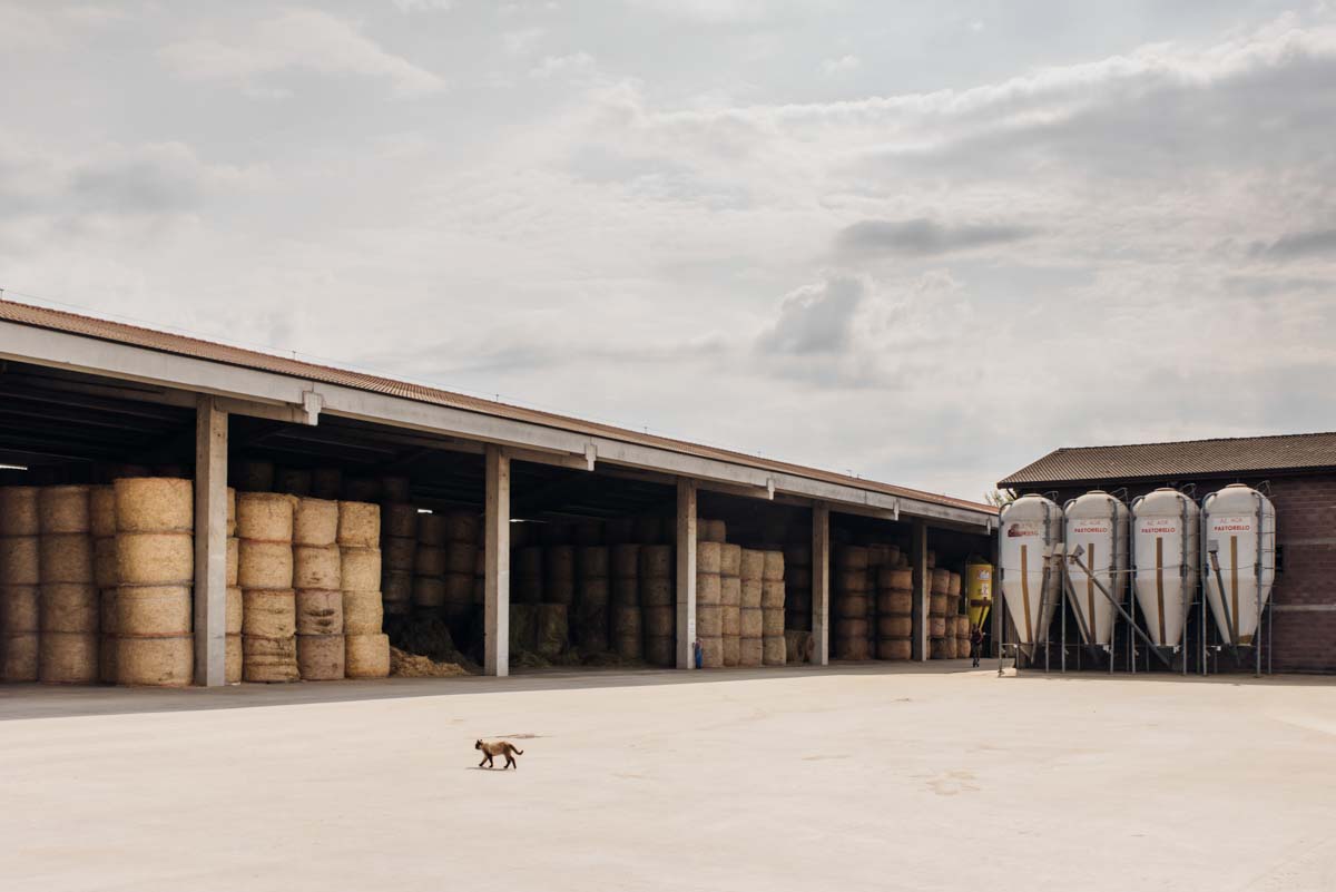 grana_padano_insieme_magazine_photographs_farming_dairy-75 grana_padano_insieme_magazine_photographs_farming_dairy