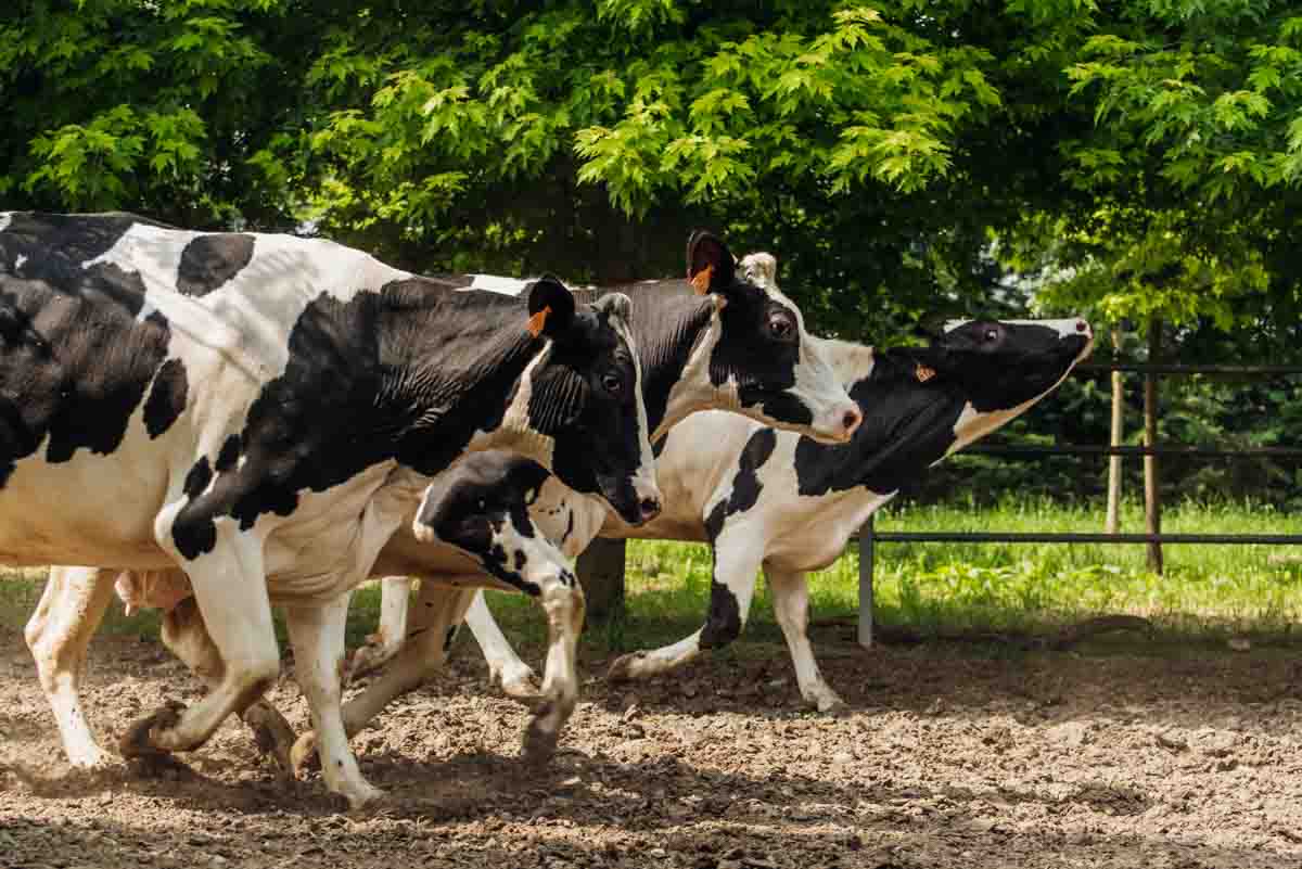 grana_padano_insieme_magazine_photographs_farming_dairy-78 grana_padano_insieme_magazine_photographs_farming_dairy