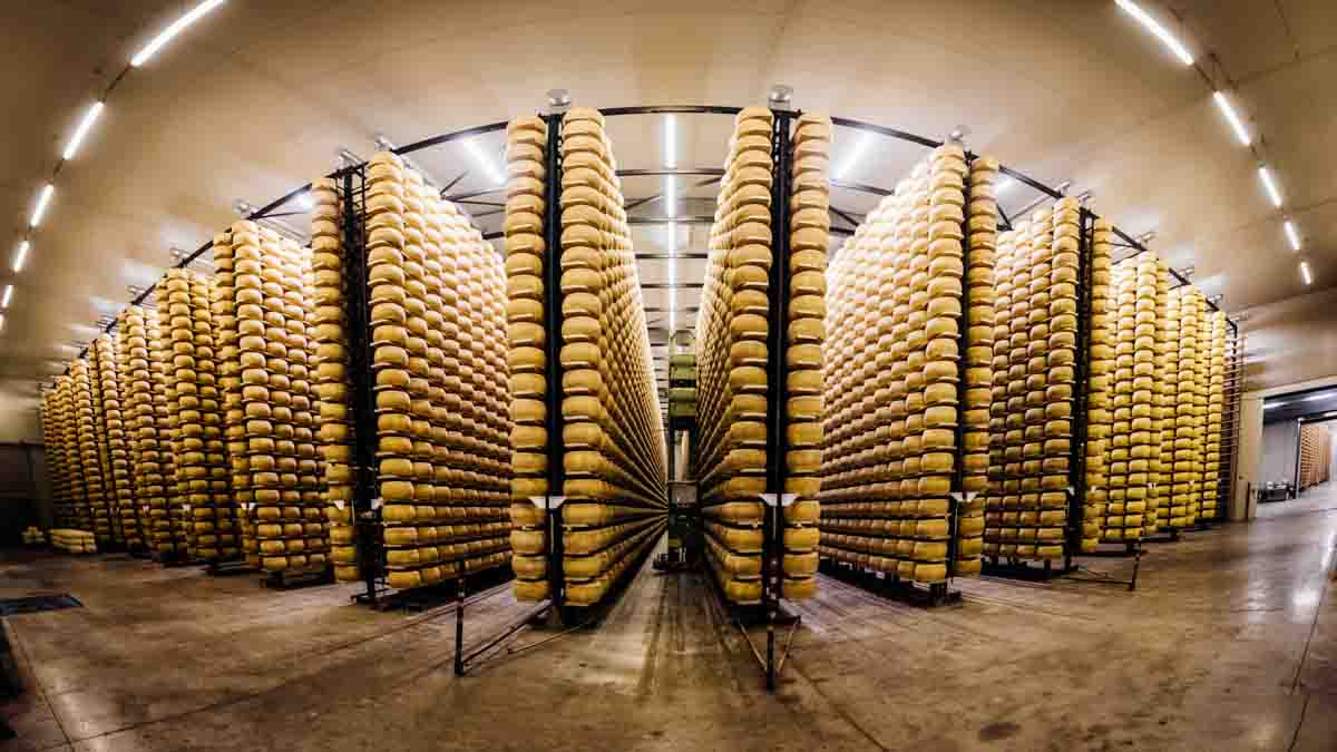 grana_padano_insieme_rivista_fotografie_caseificio_allevamento