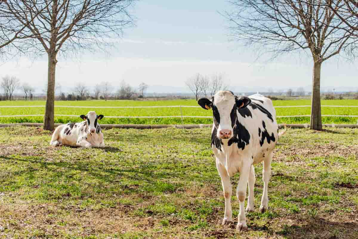 grana_padano_insieme_rivista_fotografie_caseificio_allevamento
