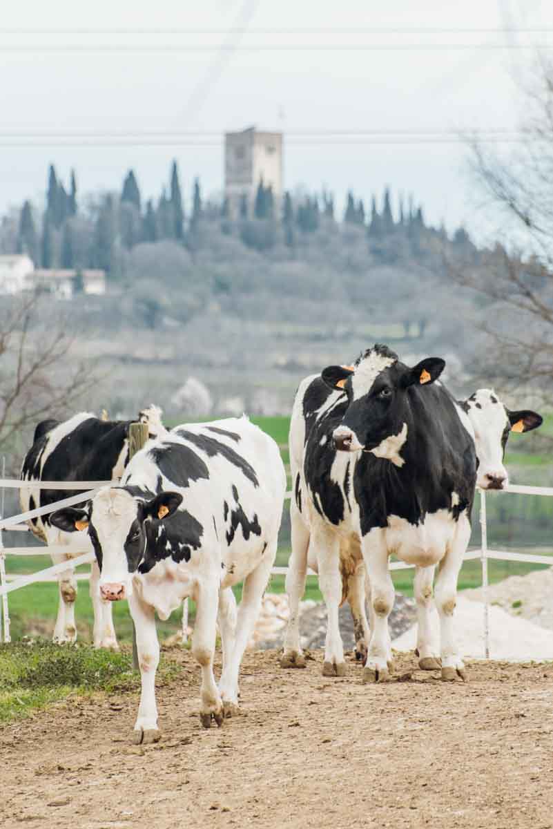 grana_padano_insieme_rivista_fotografie_caseificio_allevamento