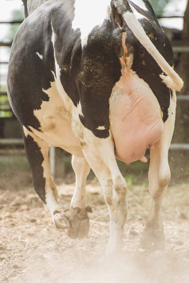 grana_padano_insieme_rivista_fotografie_caseificio_allevamento